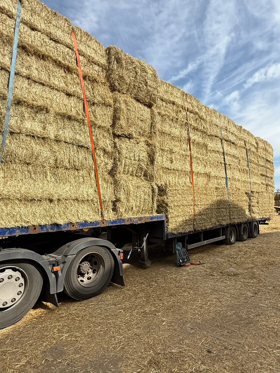 Look New season English hay 8x4x3 and 8x4x2.5 - Image 1