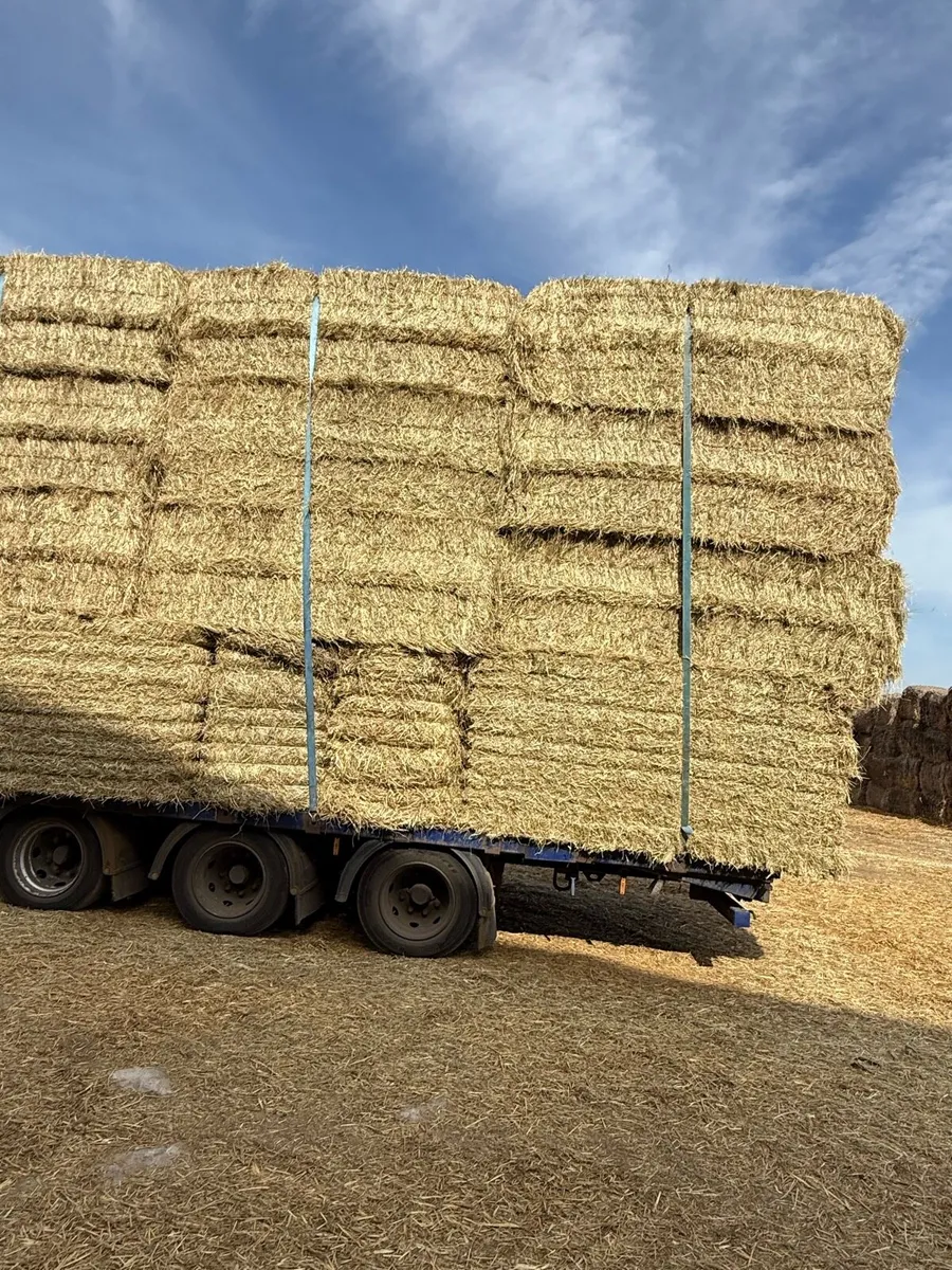 Look New season English hay 8x4x3 and 8x4x2.5 - Image 2