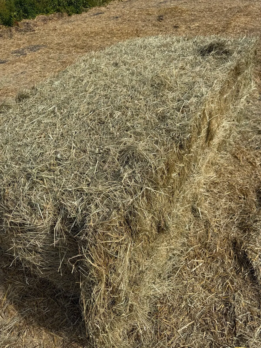 Look New season English hay 8x4x3 and 8x4x2.5 - Image 3