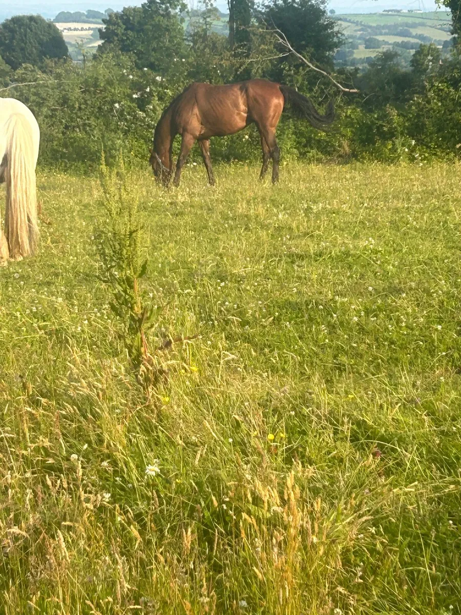 4 year old gelding just out of training - Image 4