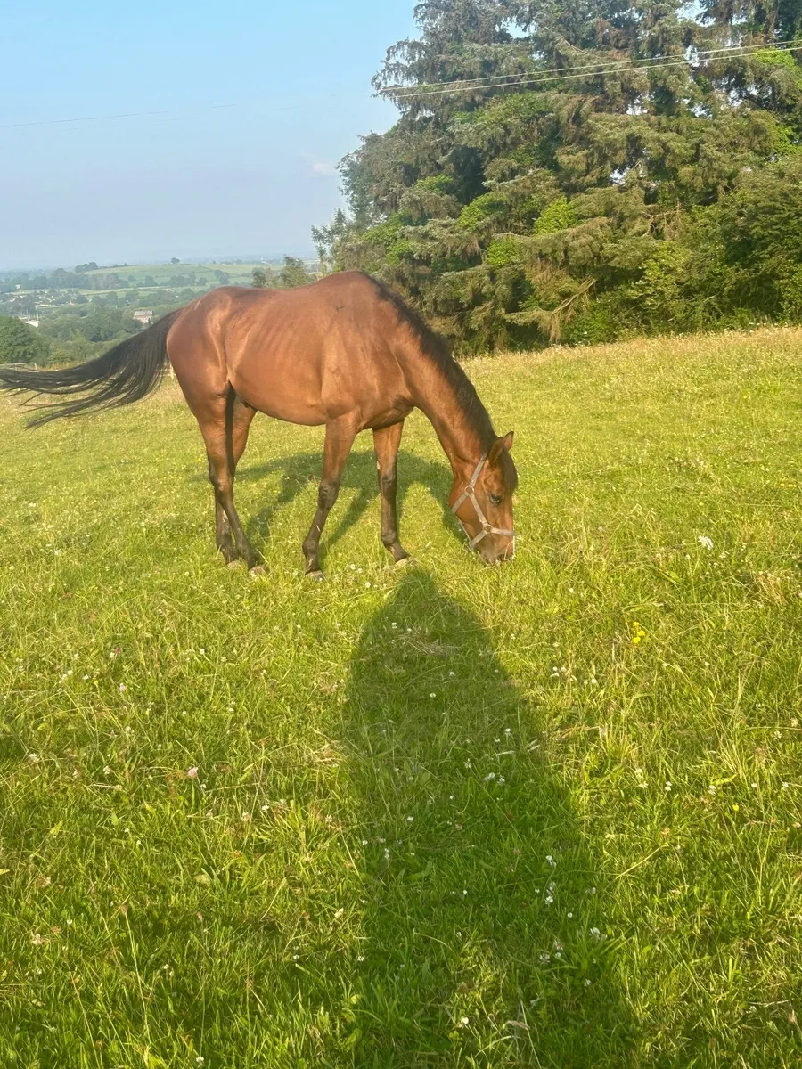 4 year old gelding just out of training - Image 1