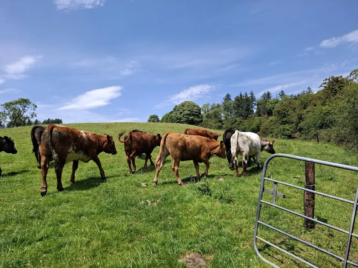 Organic Cattle for Sale - Image 1