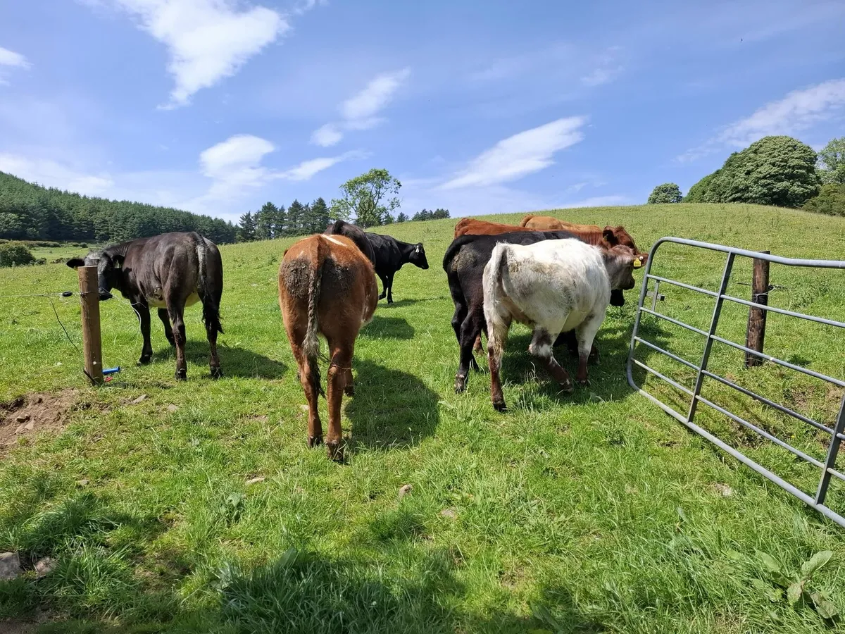 Organic Cattle for Sale - Image 2