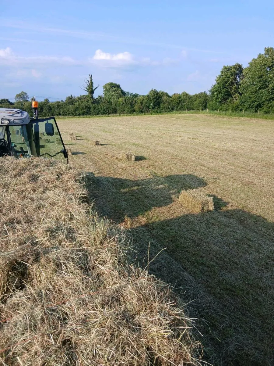 Hay - Image 2