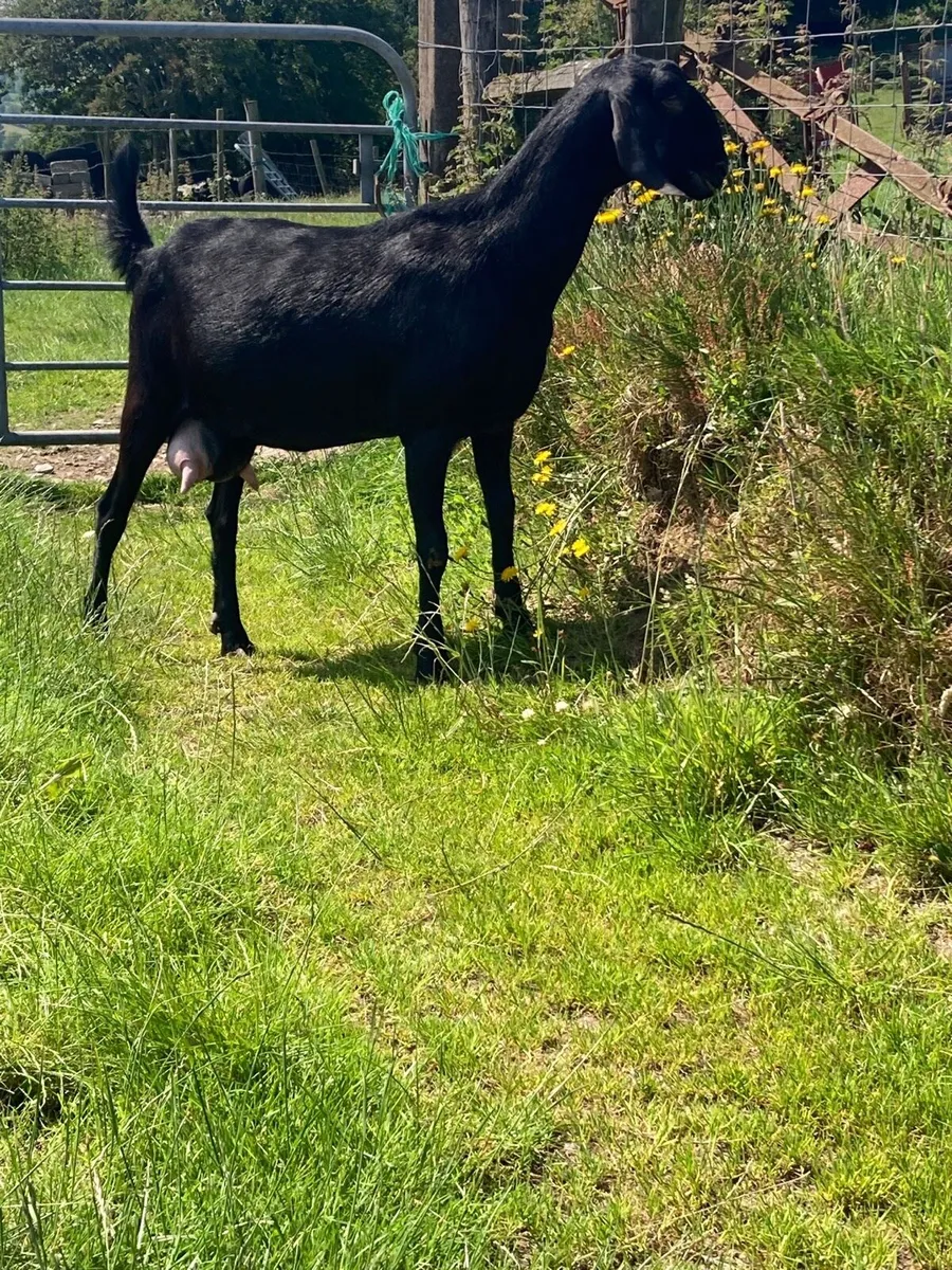 Pedigree Anglo Nubian Milker Goat - Image 1
