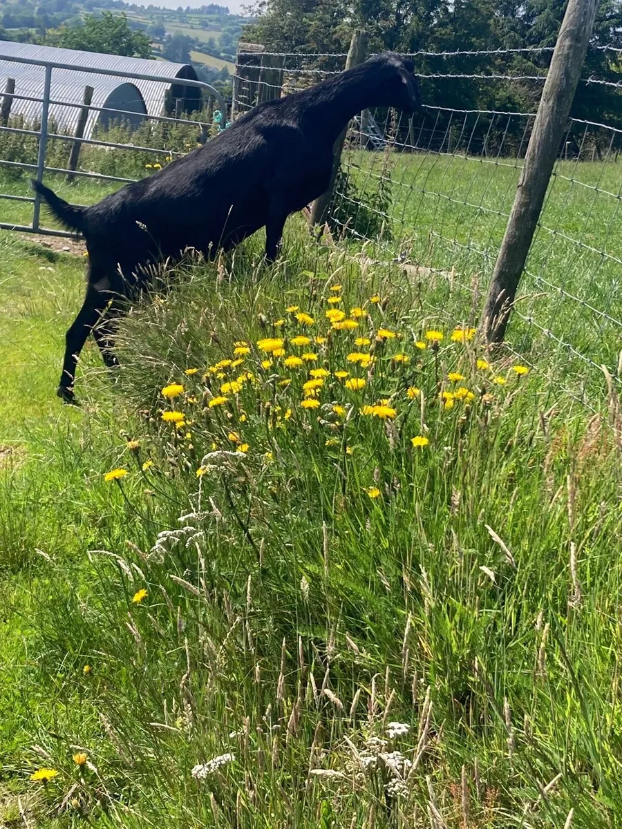 Pedigree Anglo Nubian Milker Goat - Image 2
