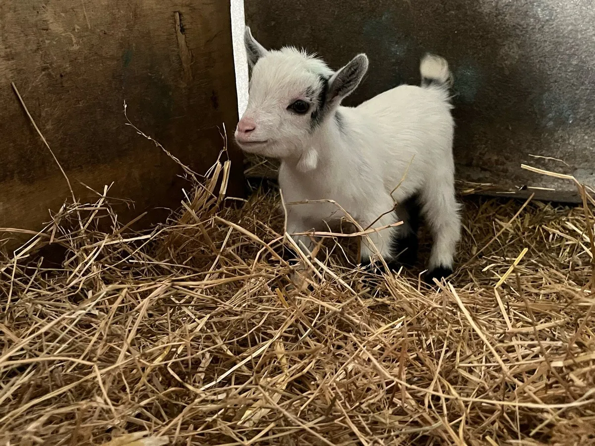 Pygmy Castrated Male Kid - Image 1