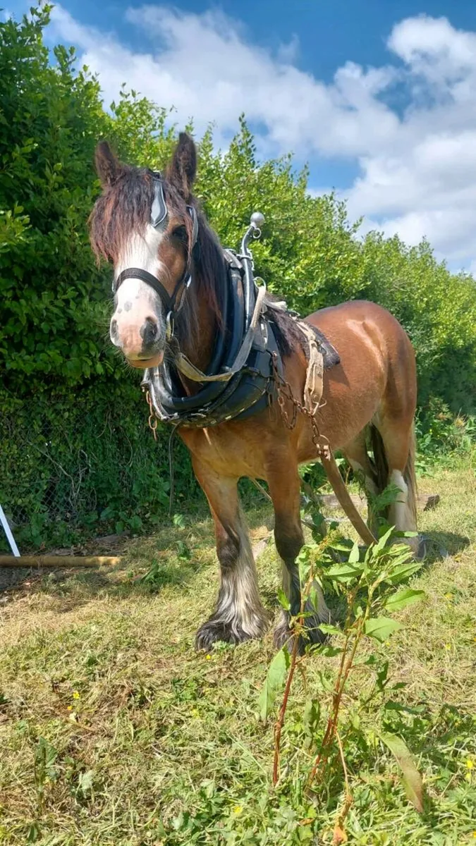Cob filly - Image 3