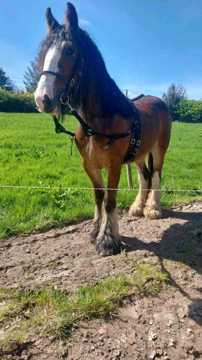 Cob filly - Image 4