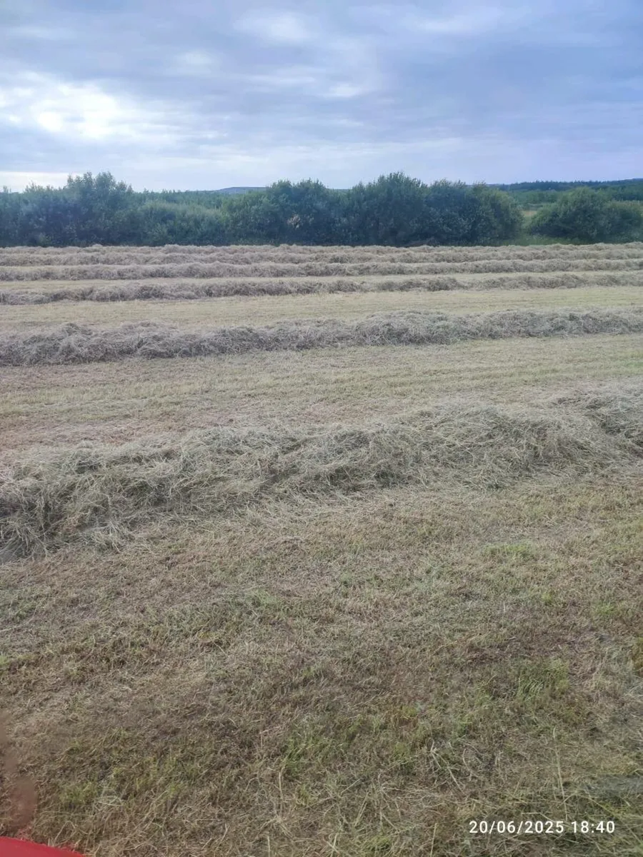 Hay - Image 1