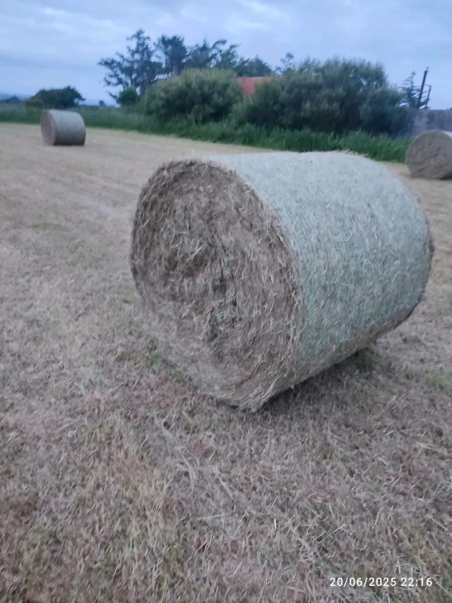Hay - Image 3