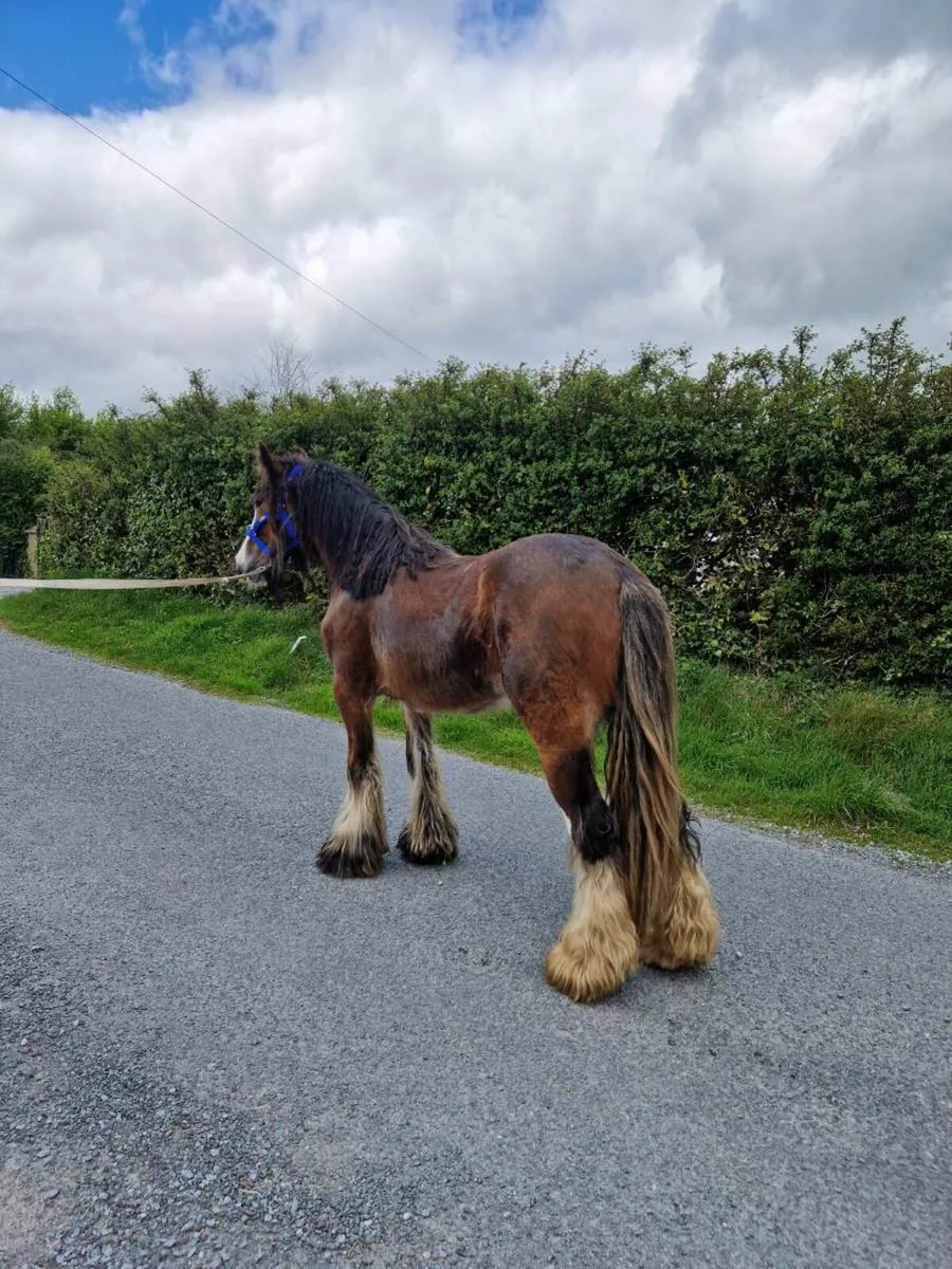Cob filly - Image 2