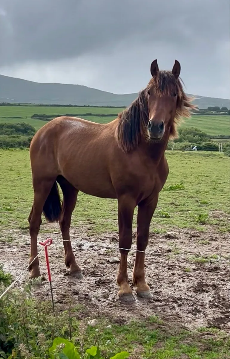 2 yo Spanish Horse for sale (Andalusian) - Image 1