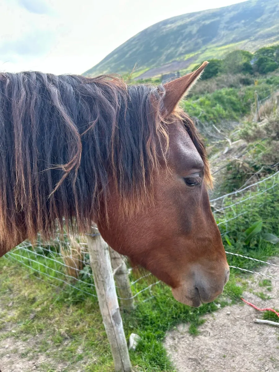 2 yo Spanish Horse for sale (Andalusian) - Image 2