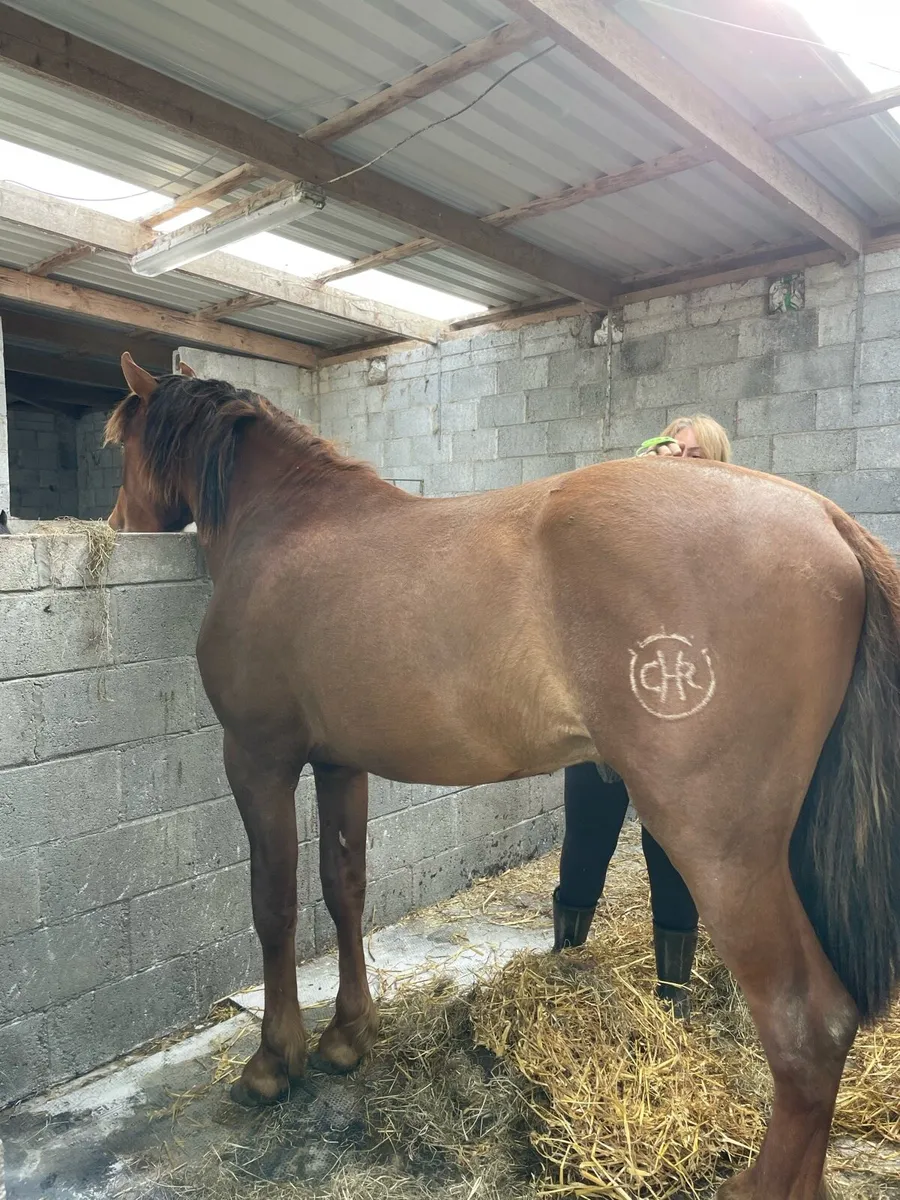 2 yo Spanish Horse for sale (Andalusian) - Image 3