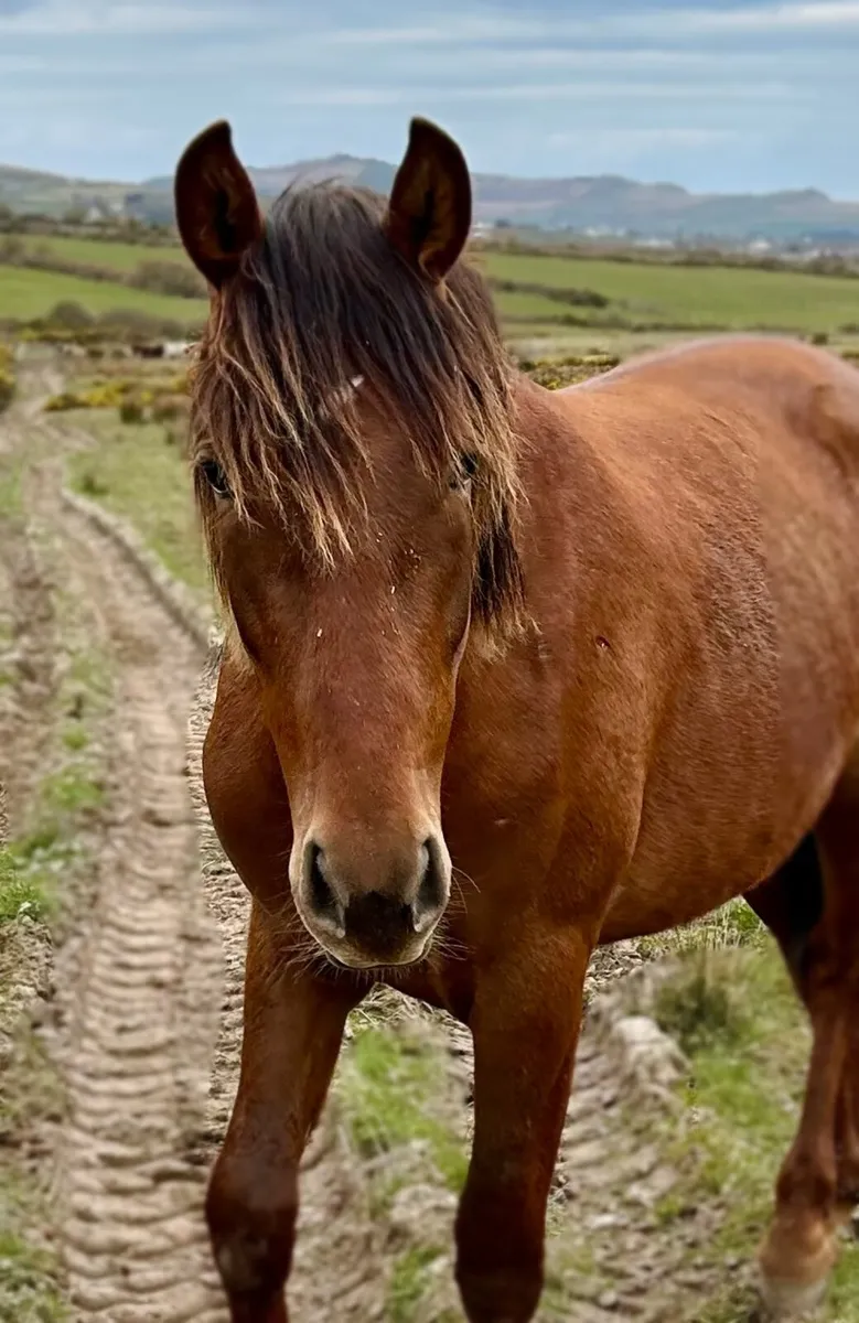 2 yo Spanish Horse for sale (Andalusian) - Image 4