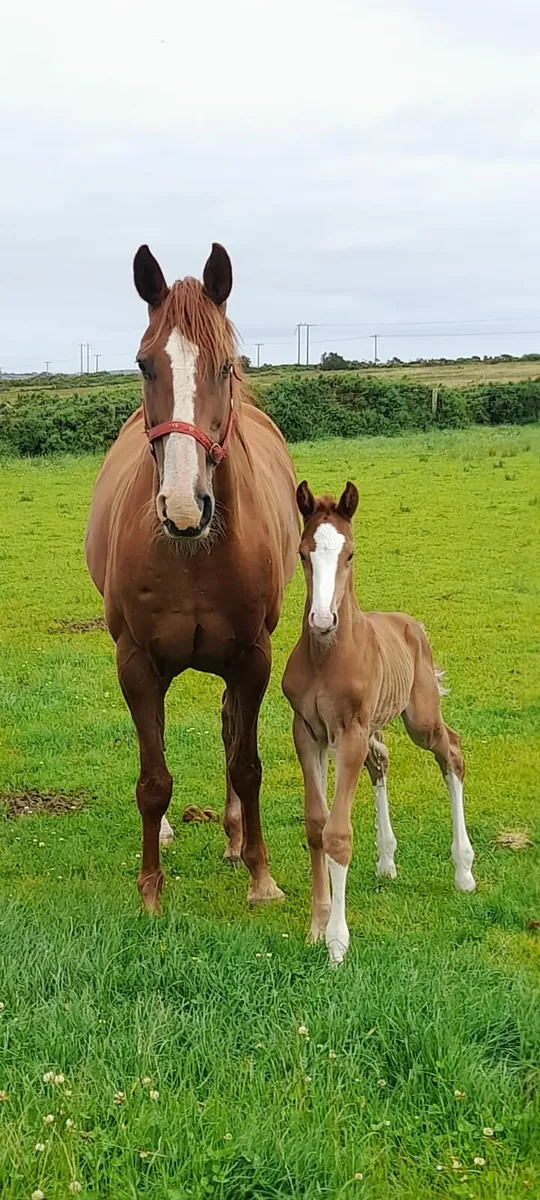 Well bred  Cruise On mare&foal 160m - Image 1
