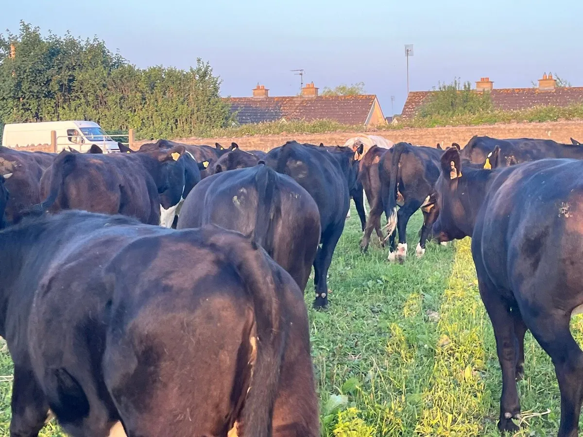 Store heifers - Image 1