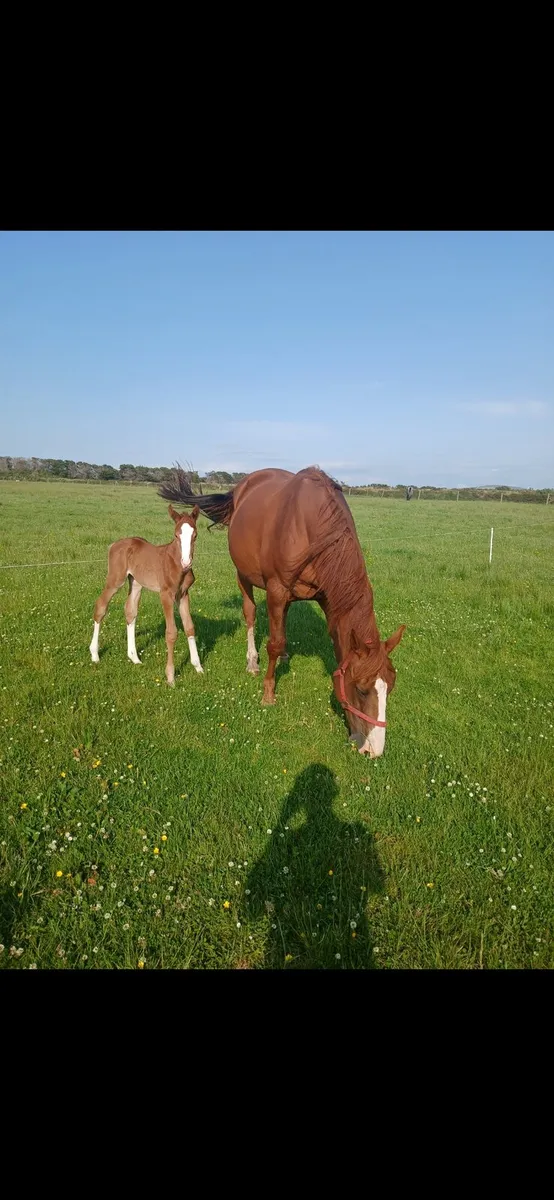 Well bred  Cruise On mare&foal 160m - Image 2