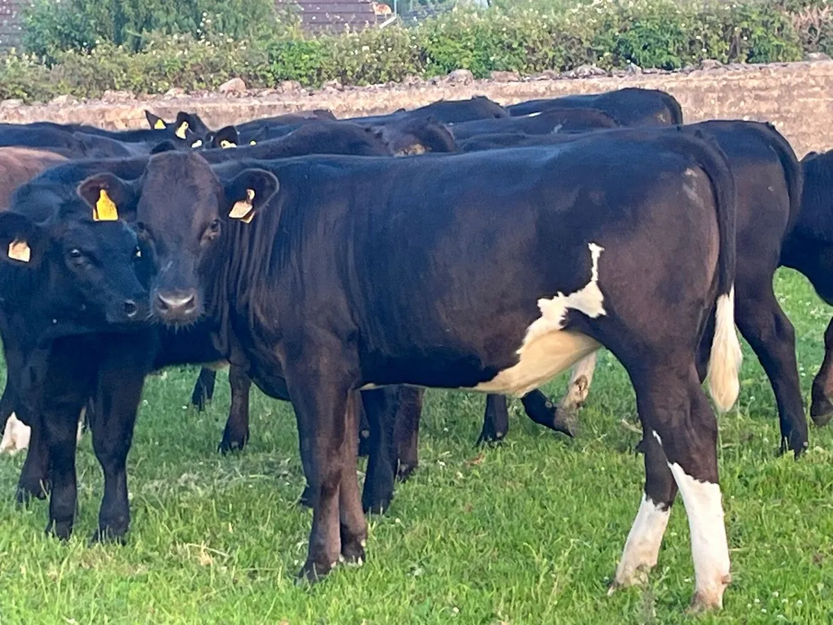 Store heifers - Image 2