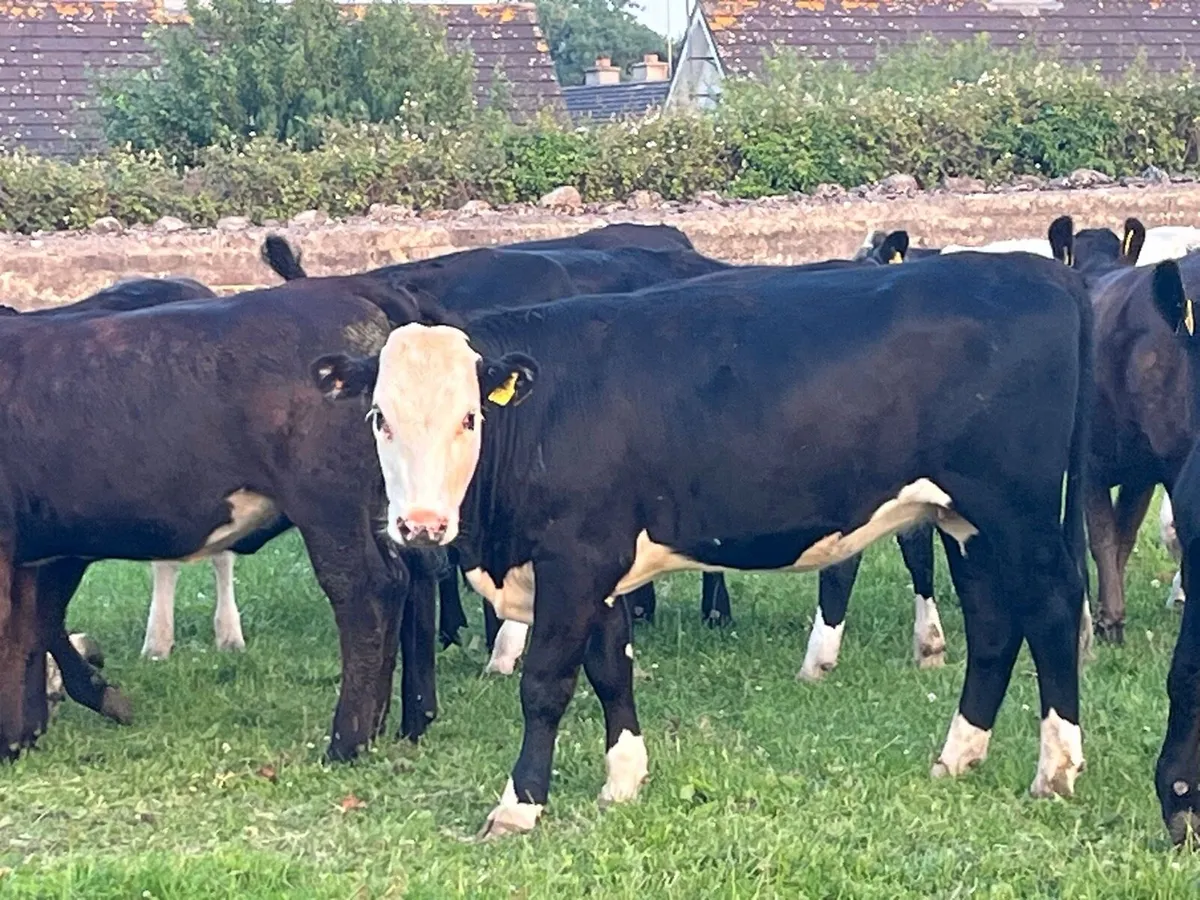 Store heifers - Image 3