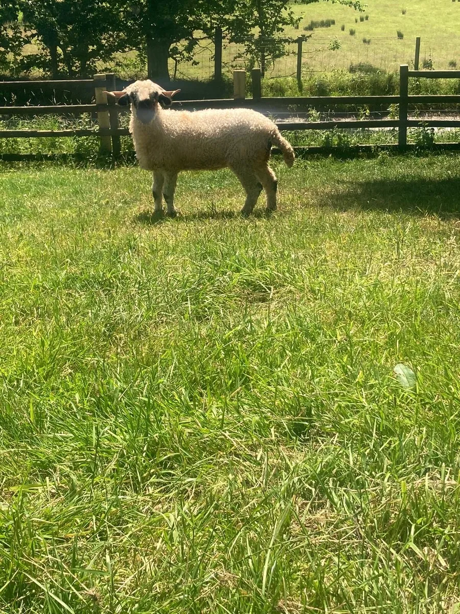 Valais Blacknose ewe lamb and hogget - Image 2