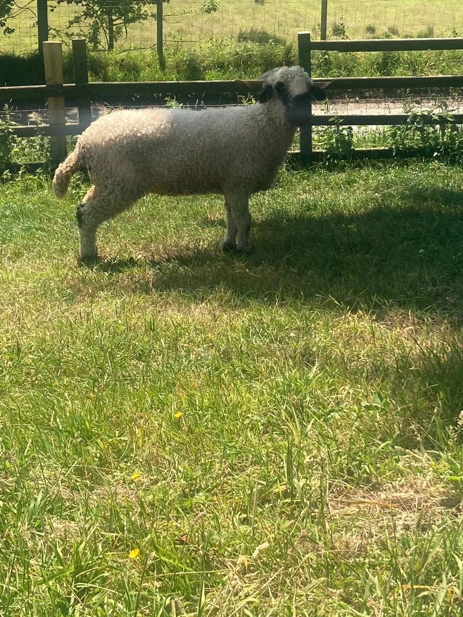 Valais Blacknose ewe lamb and hogget - Image 3