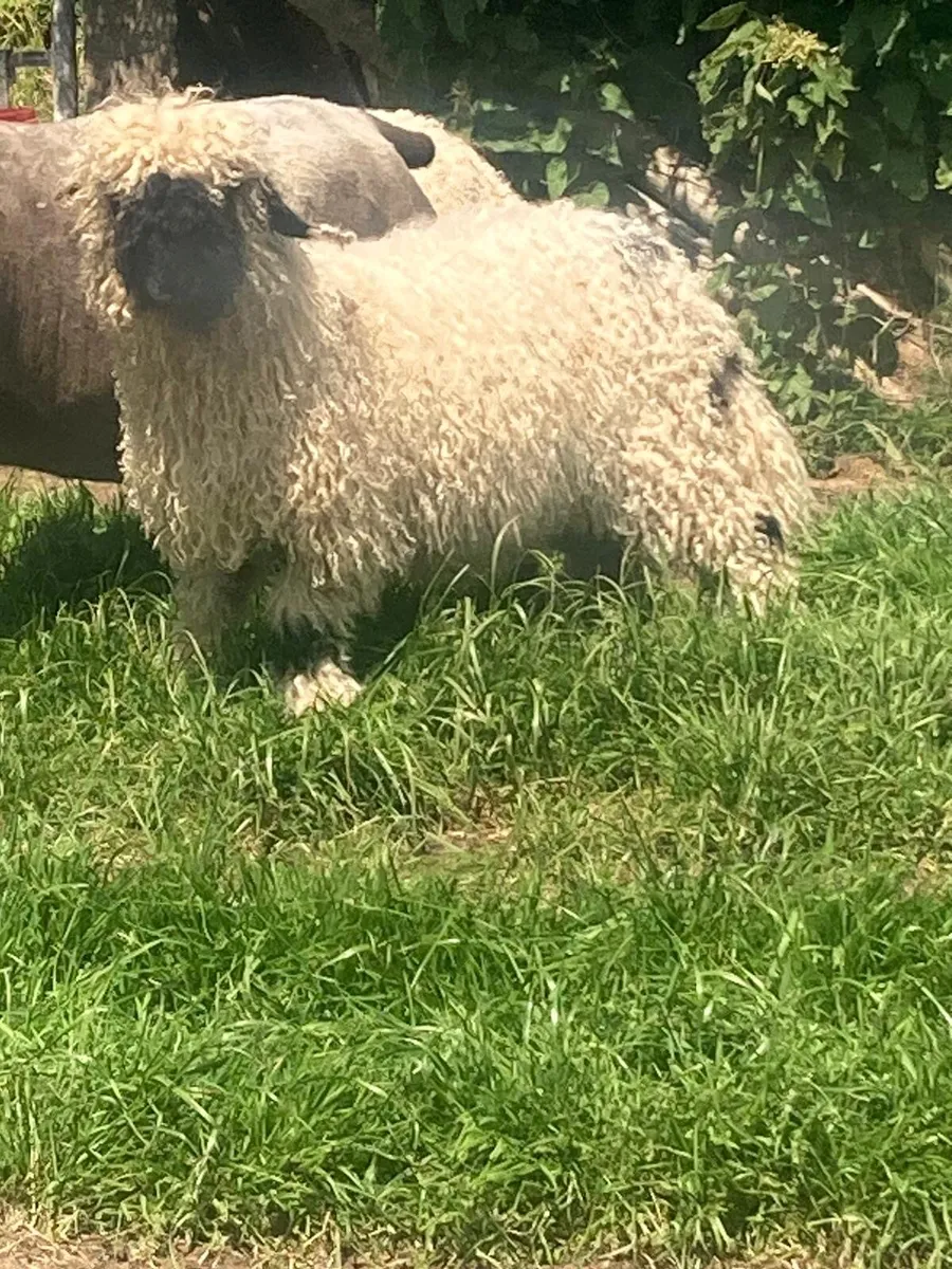 Valais Blacknose ewe lamb and hogget - Image 1