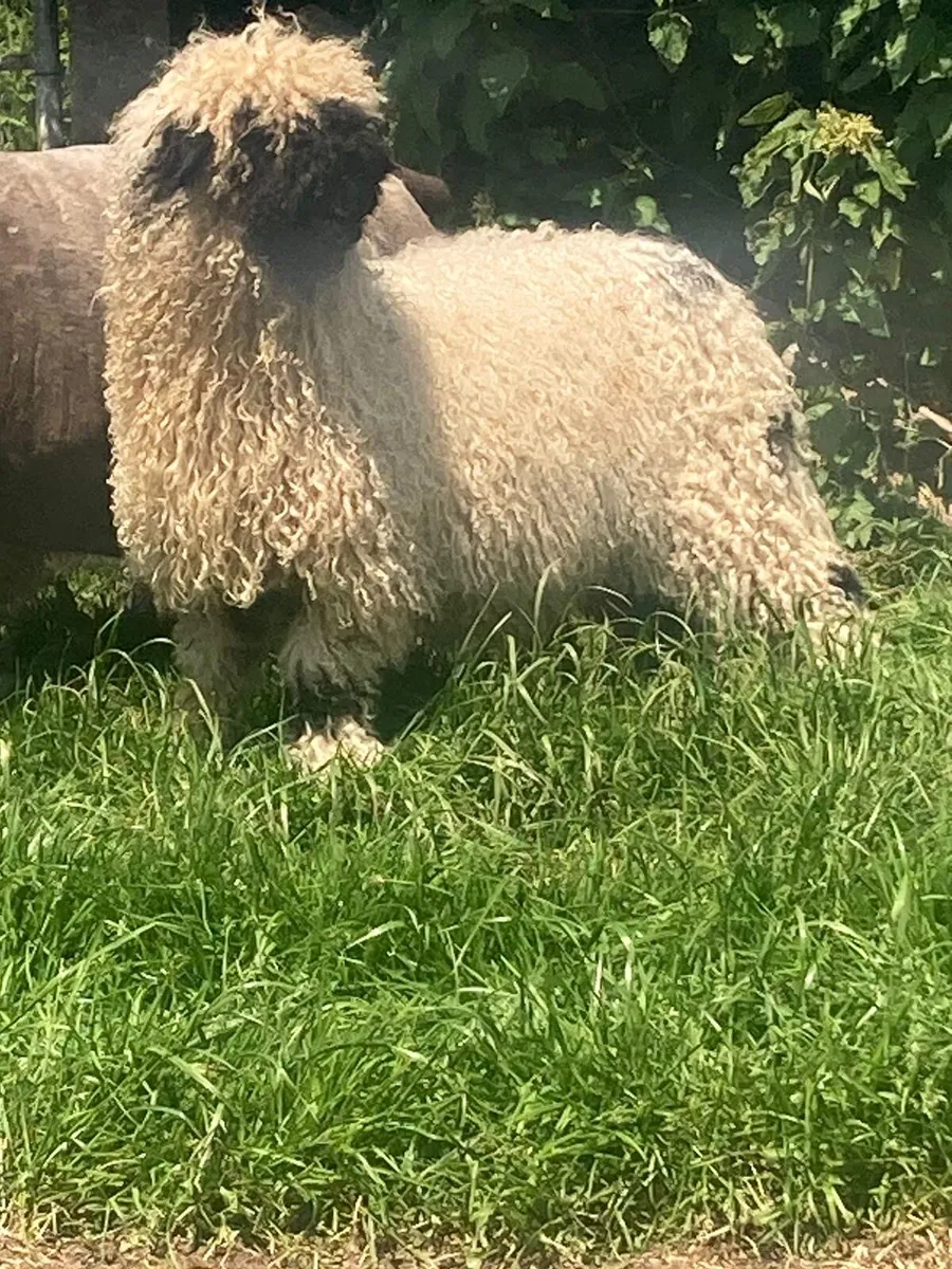 Valais Blacknose ewe lamb and hogget - Image 4