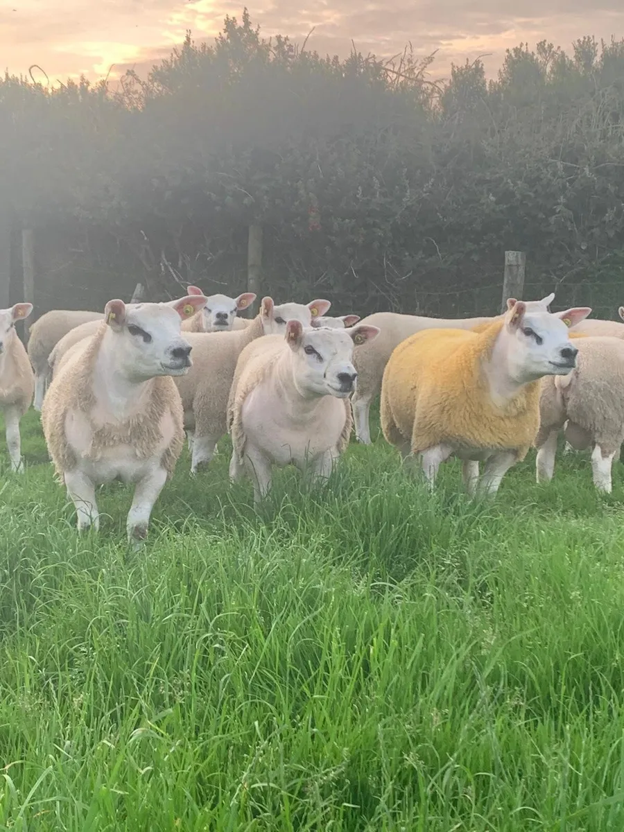 PBR TEXEL RAM & EWE LAMBS - Image 2