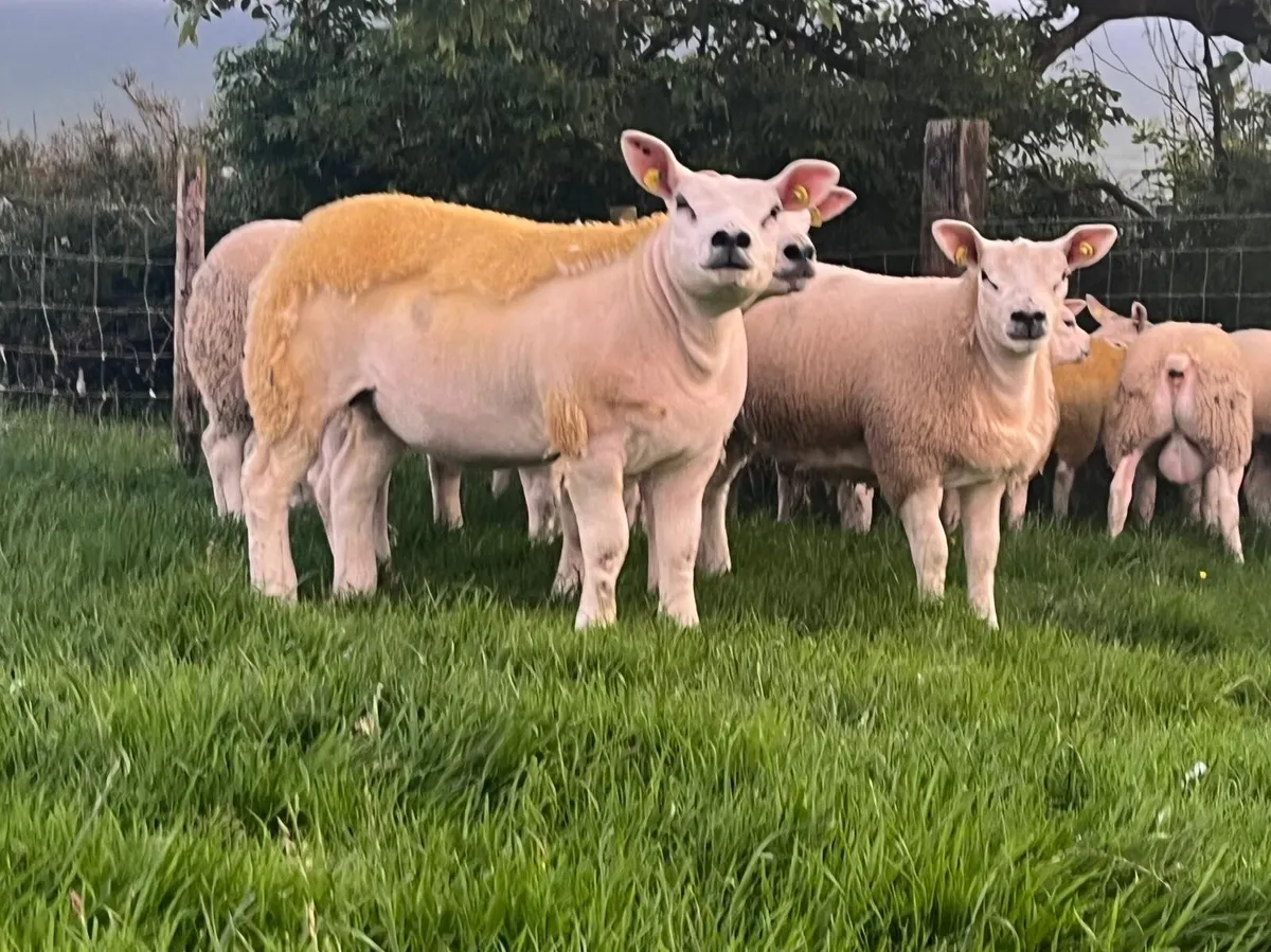 PBR TEXEL RAM & EWE LAMBS - Image 3