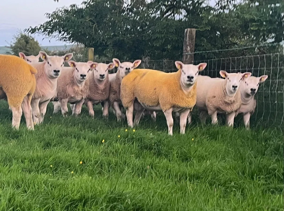 PBR TEXEL RAM & EWE LAMBS - Image 4