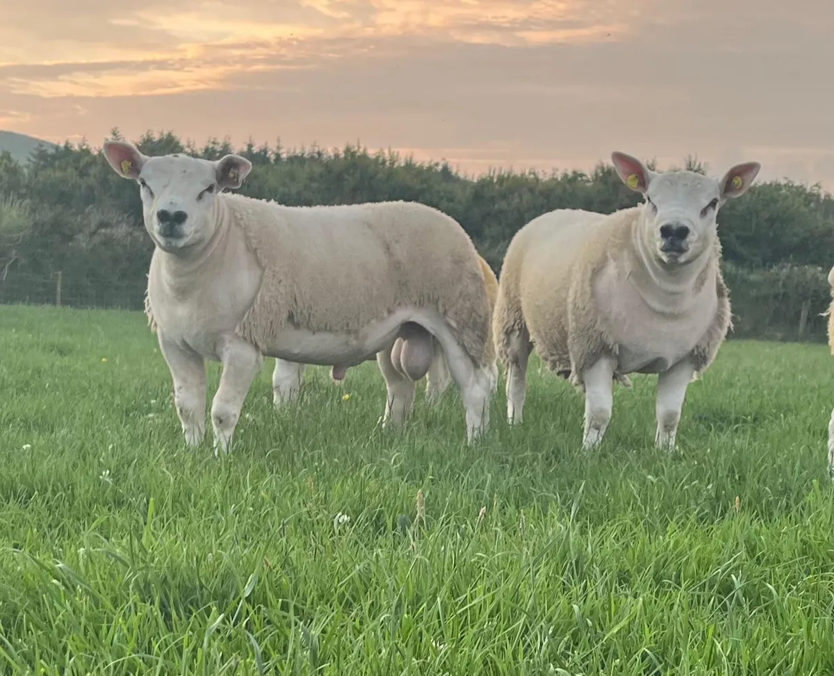 PBR TEXEL RAM & EWE LAMBS - Image 1