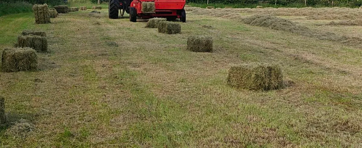 Square bales of hay