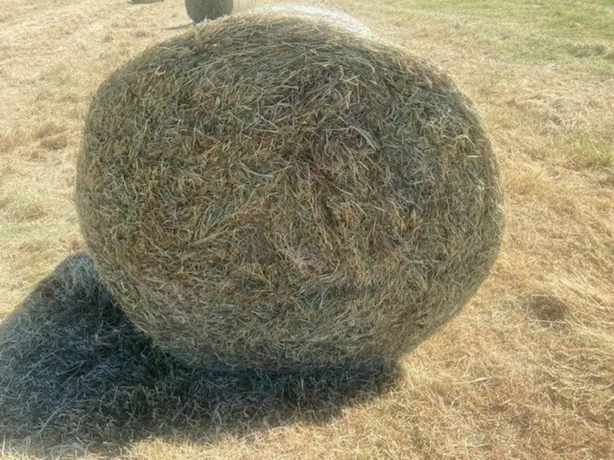 HAY Top Quality June 2025