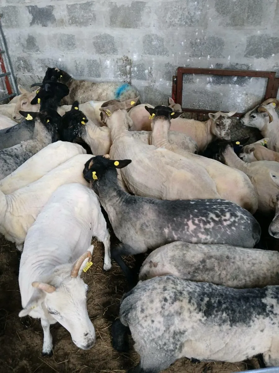 Nice bunch of Ewe hoggets - Image 1
