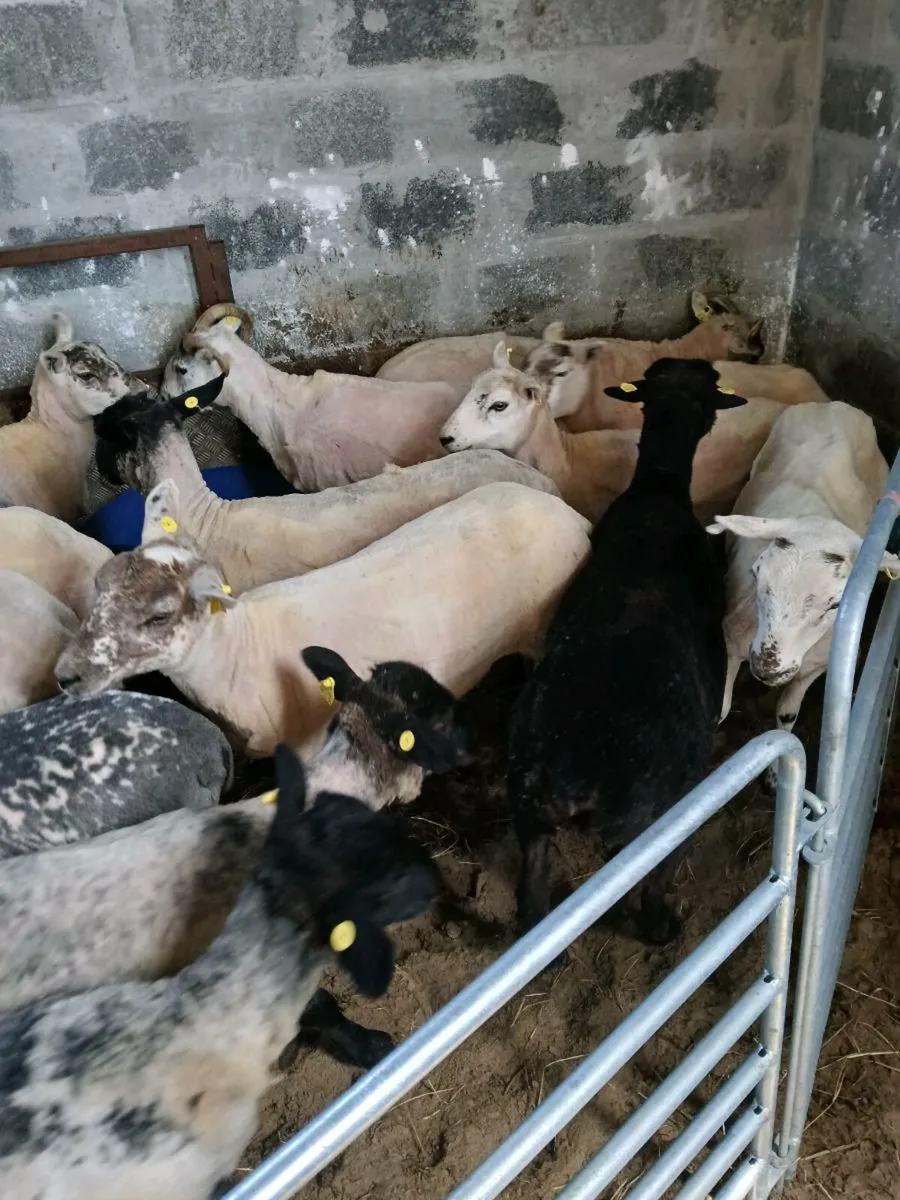 Nice bunch of Ewe hoggets - Image 2