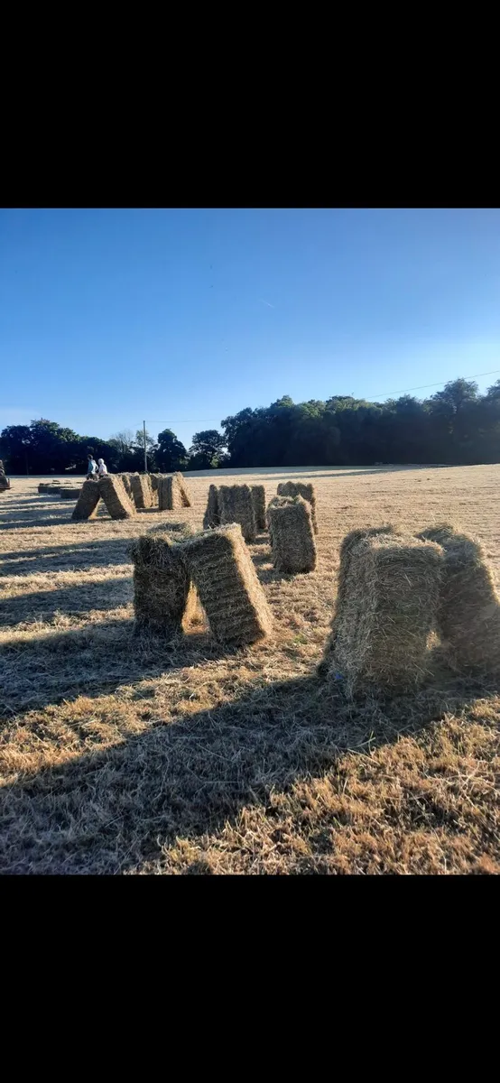 Small square bales of Hay for sale - Image 1