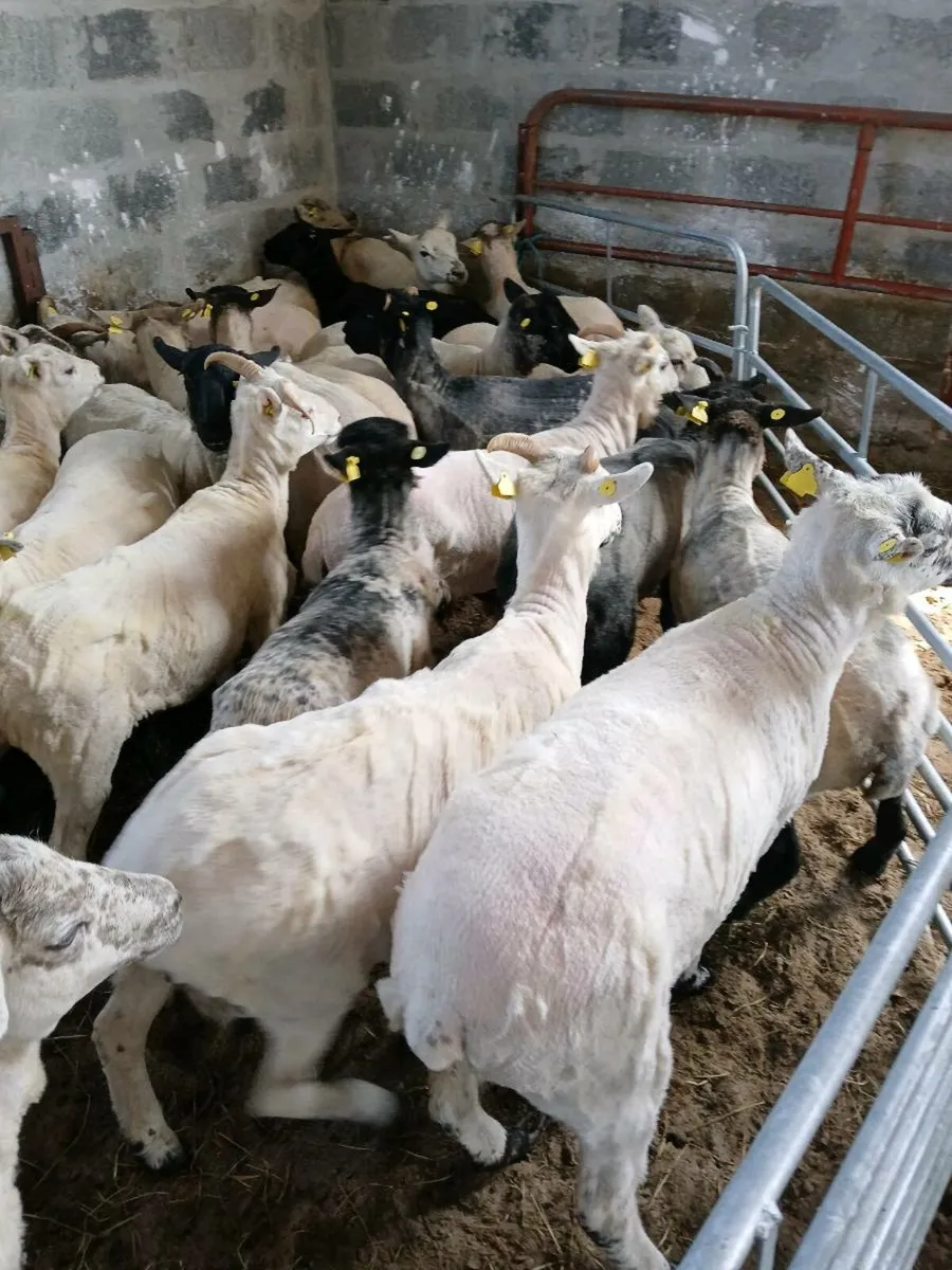 Nice bunch of Ewe hoggets - Image 3