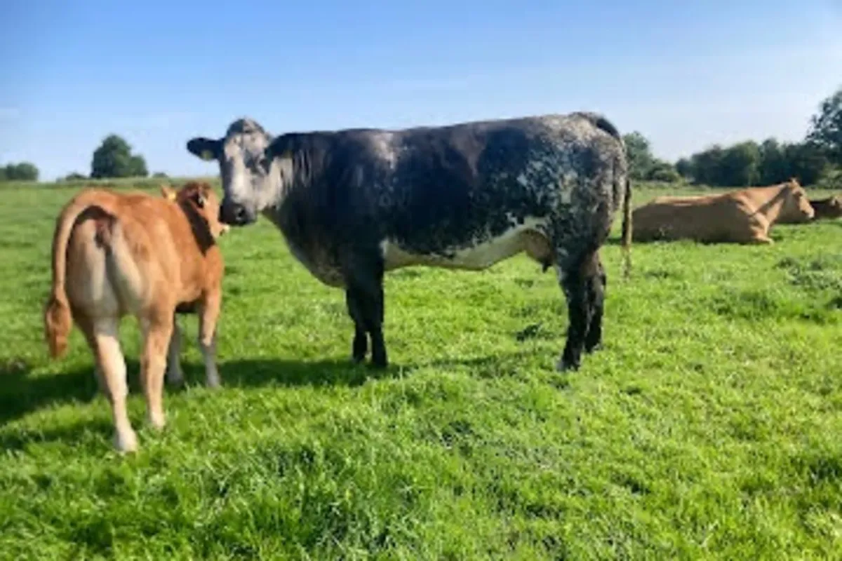 Cow and calf - Image 1