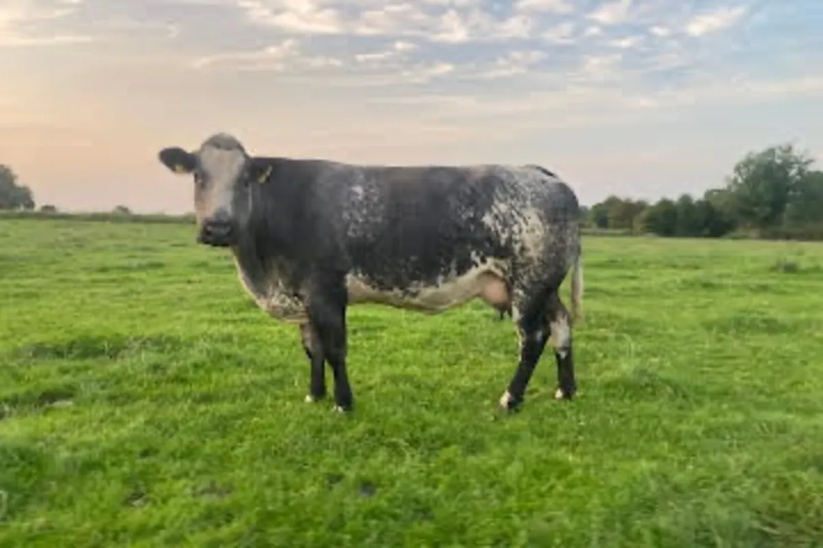 Cow and calf - Image 2