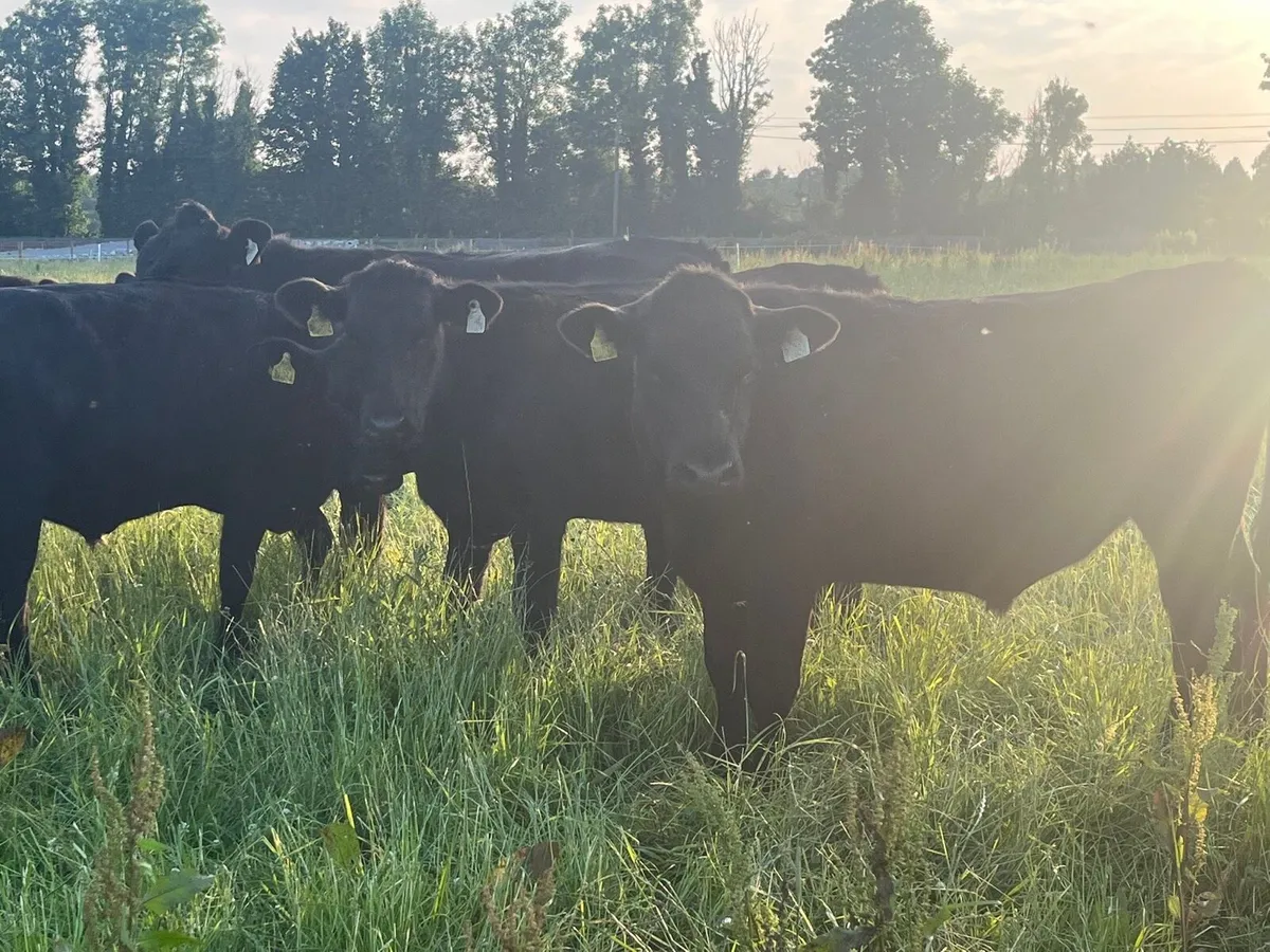 AA Bullocks - Image 1