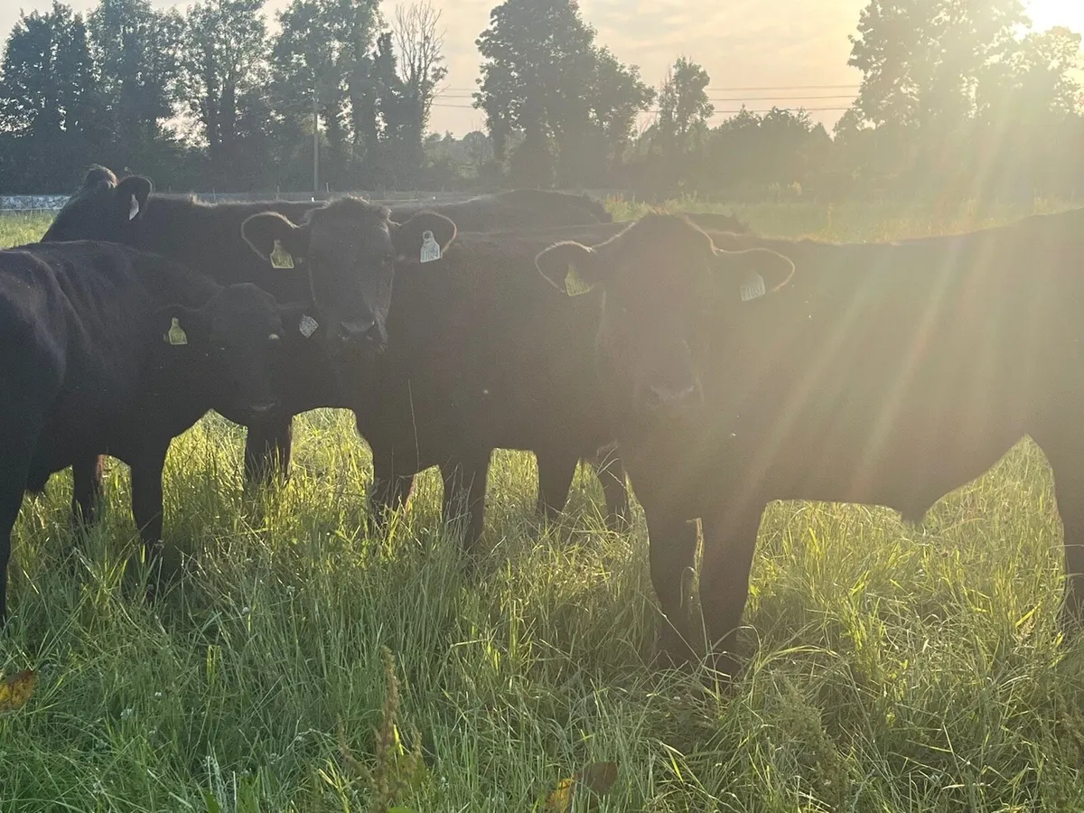 AA Bullocks - Image 2