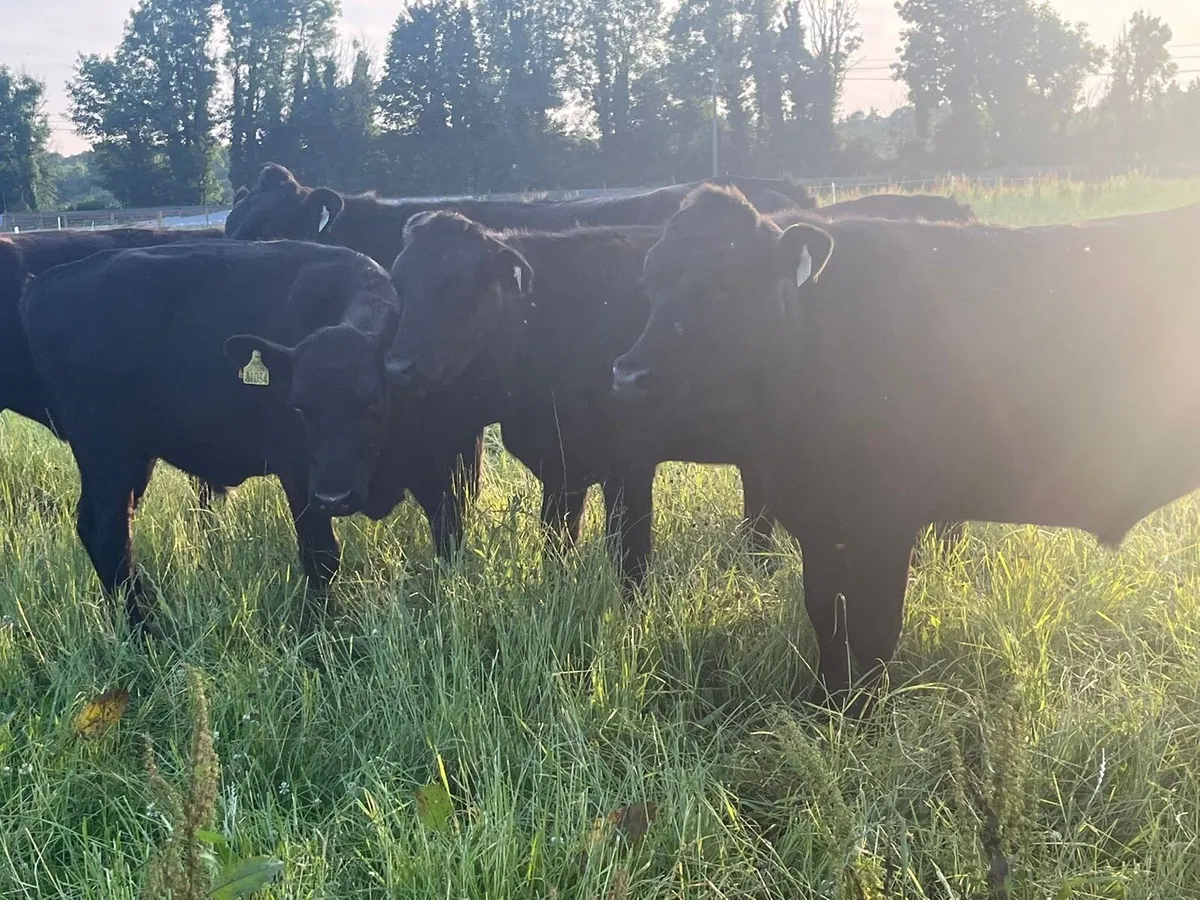 AA Bullocks - Image 4