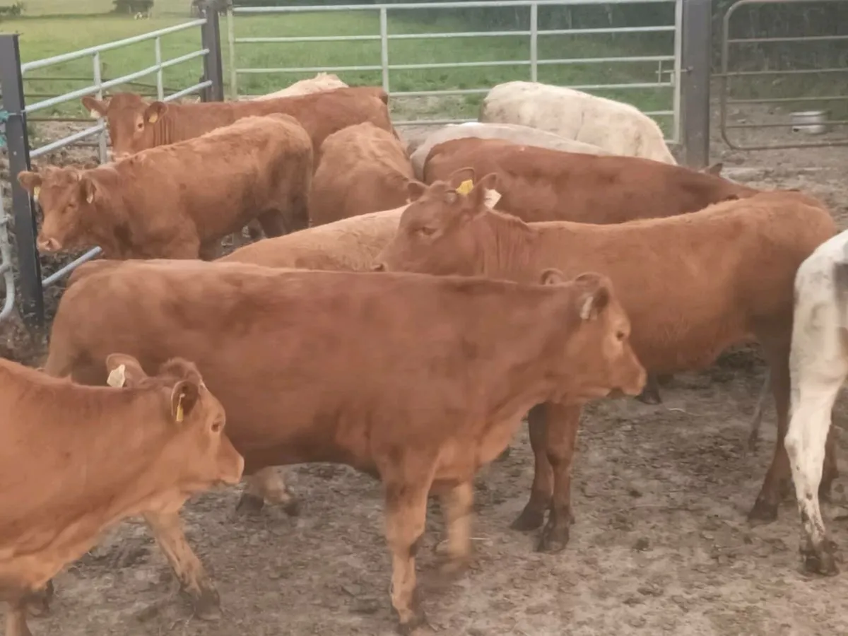 12 Lovely  Heifer's for sale - Image 1