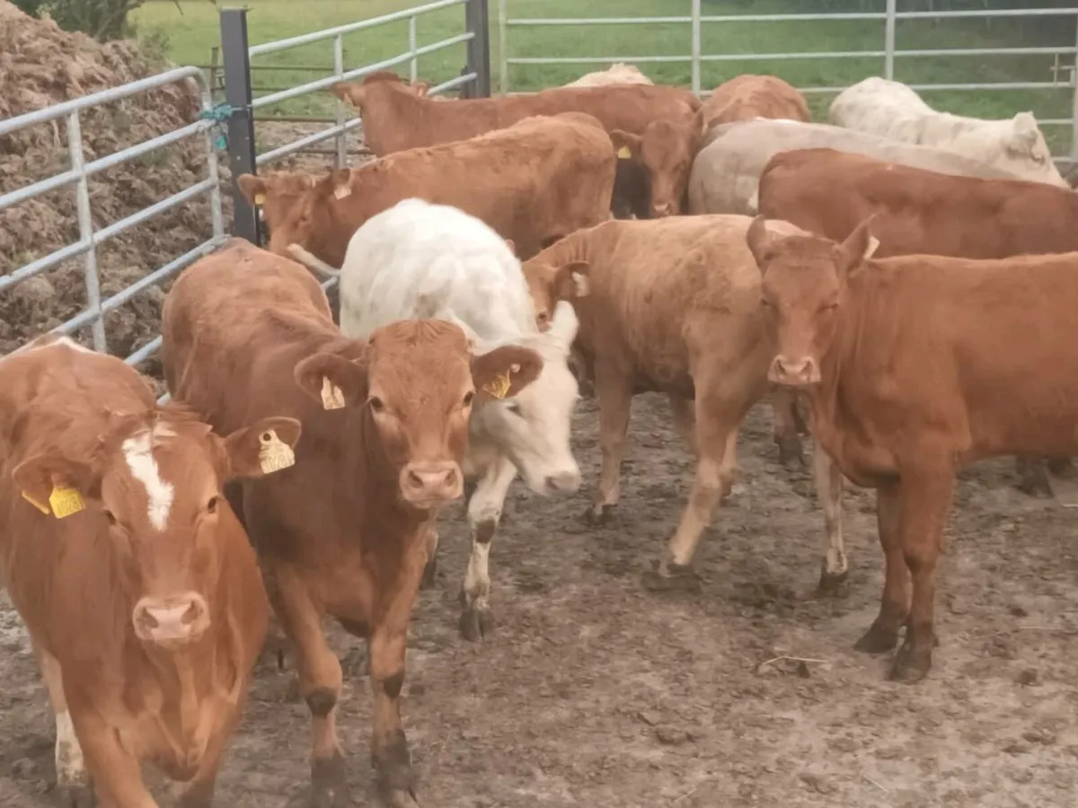 12 Lovely  Heifer's for sale - Image 2