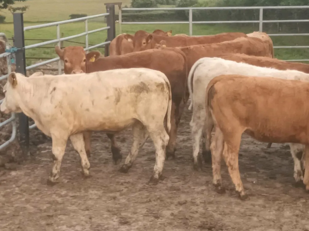 12 Lovely  Heifer's for sale - Image 3