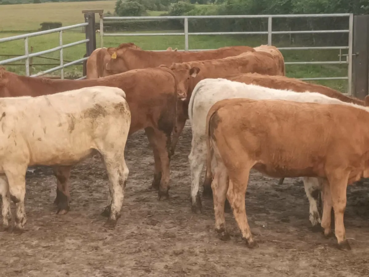 12 Lovely  Heifer's for sale - Image 4