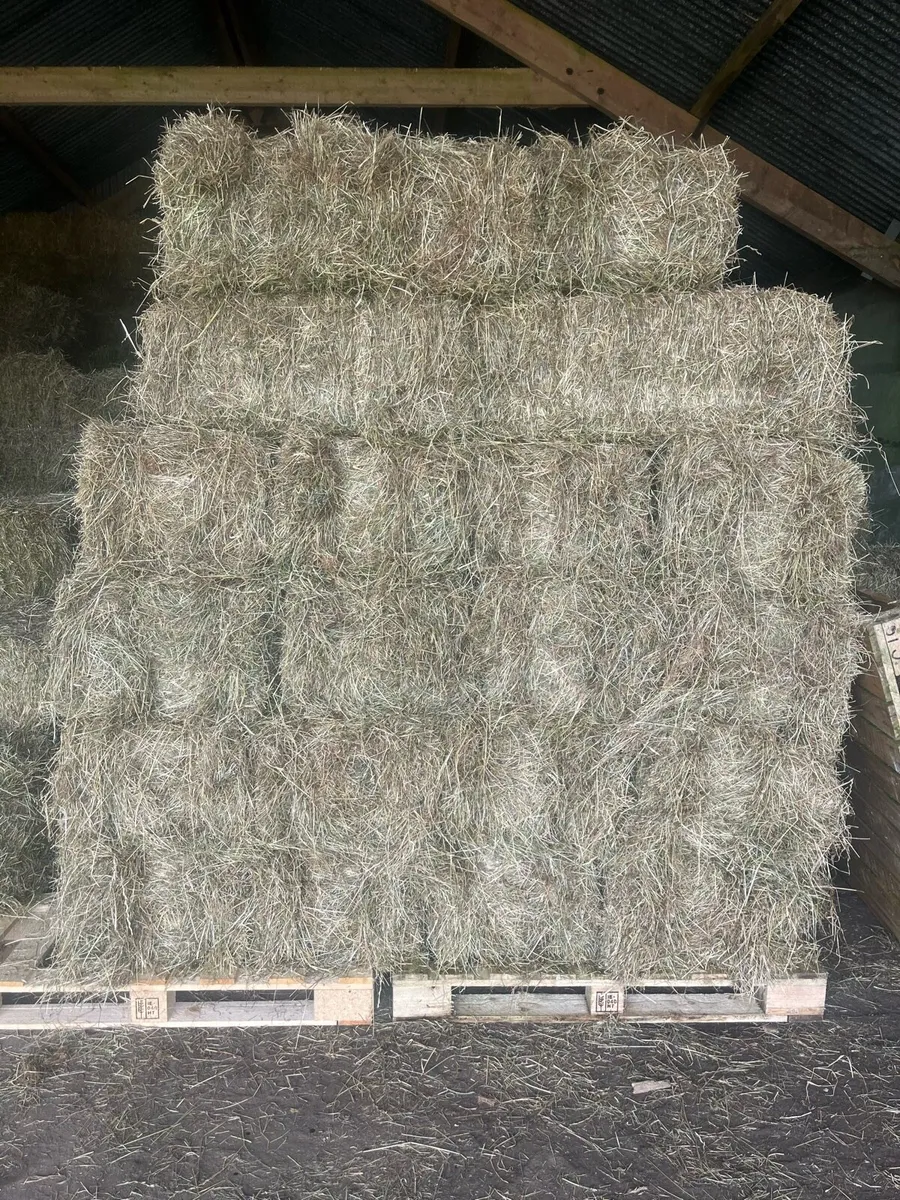 Small square bales of hay - Image 1