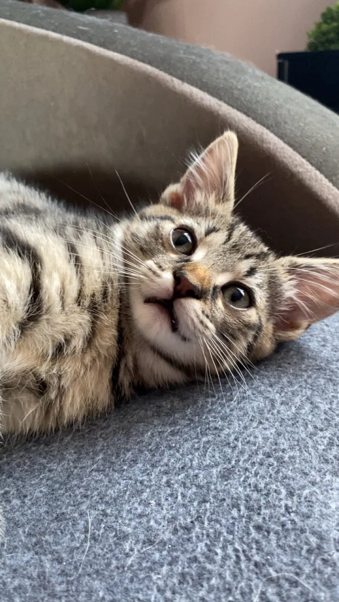 4 Kittens - Image 2